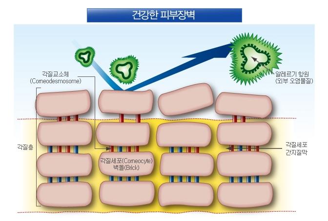 보습제를 연구하는 피부과의사들의 모임- 피부장벽학회 - 피부칼럼 - 연세애드미피부과 - 깨끗하고 빛나는 피부를 드립니다. 피부과 